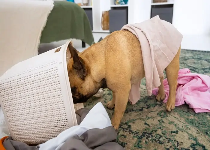 Why Do Dogs Lick Blankets