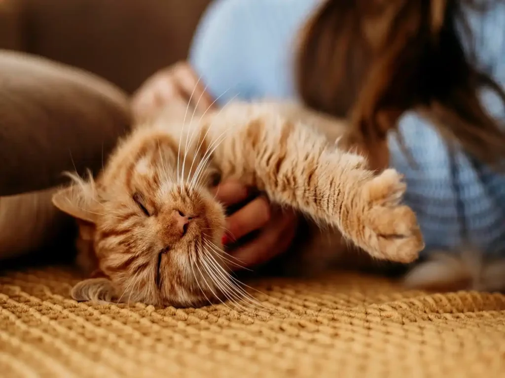 why does my cat lick my hair