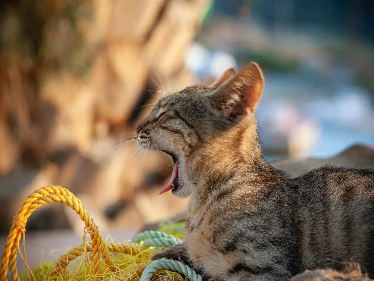 Why Do Cats Like Plastic Bags