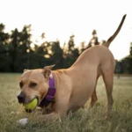 Why Do Dogs Love Tennis Balls