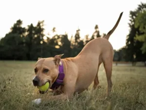 Why Do Dogs Love Tennis Balls