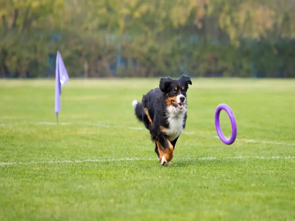 Why do dogs love tennis balls