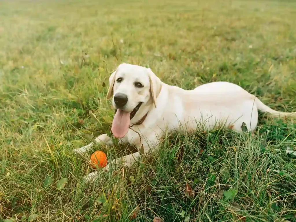 Why do dogs love tennis balls