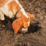 Why Is My Senior Dog Eating Dirt