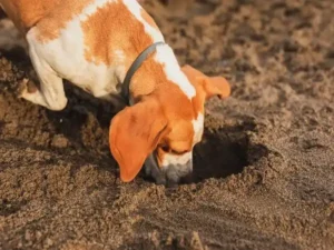 Why Is My Senior Dog Eating Dirt