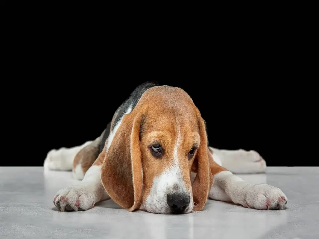 why beagles are the worst dogs