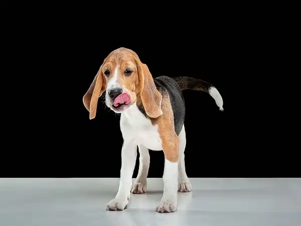 why beagles are the worst dogs