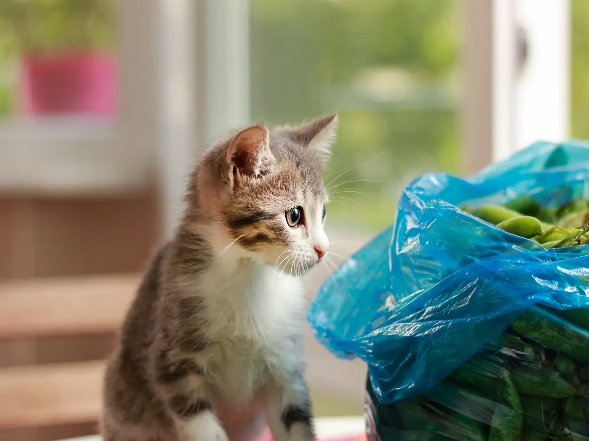 Why Do Cats Like Plastic Bags