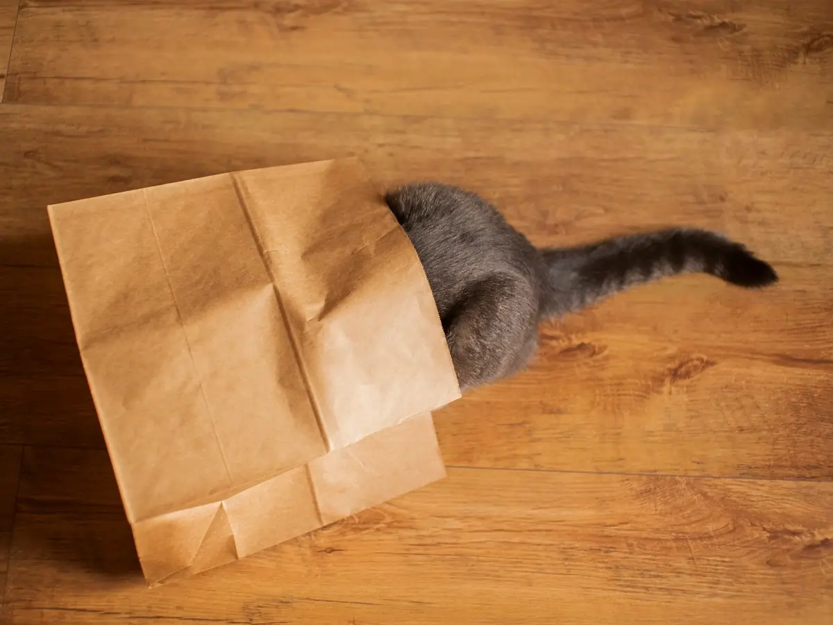 Why Do Cats Like Plastic Bags