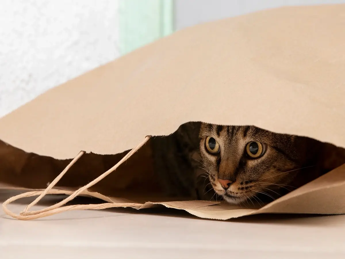 Why Do Cats Like Plastic Bags