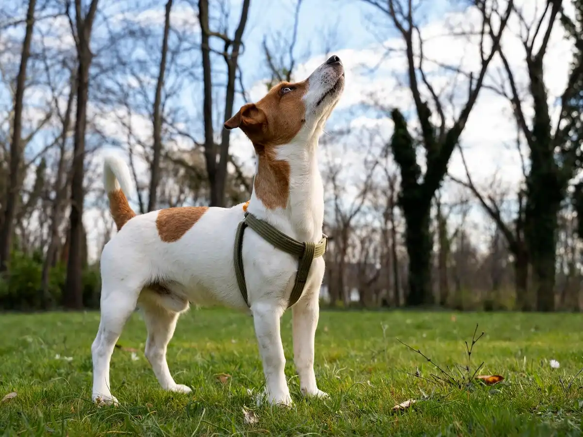 why does my dog howl when i leave