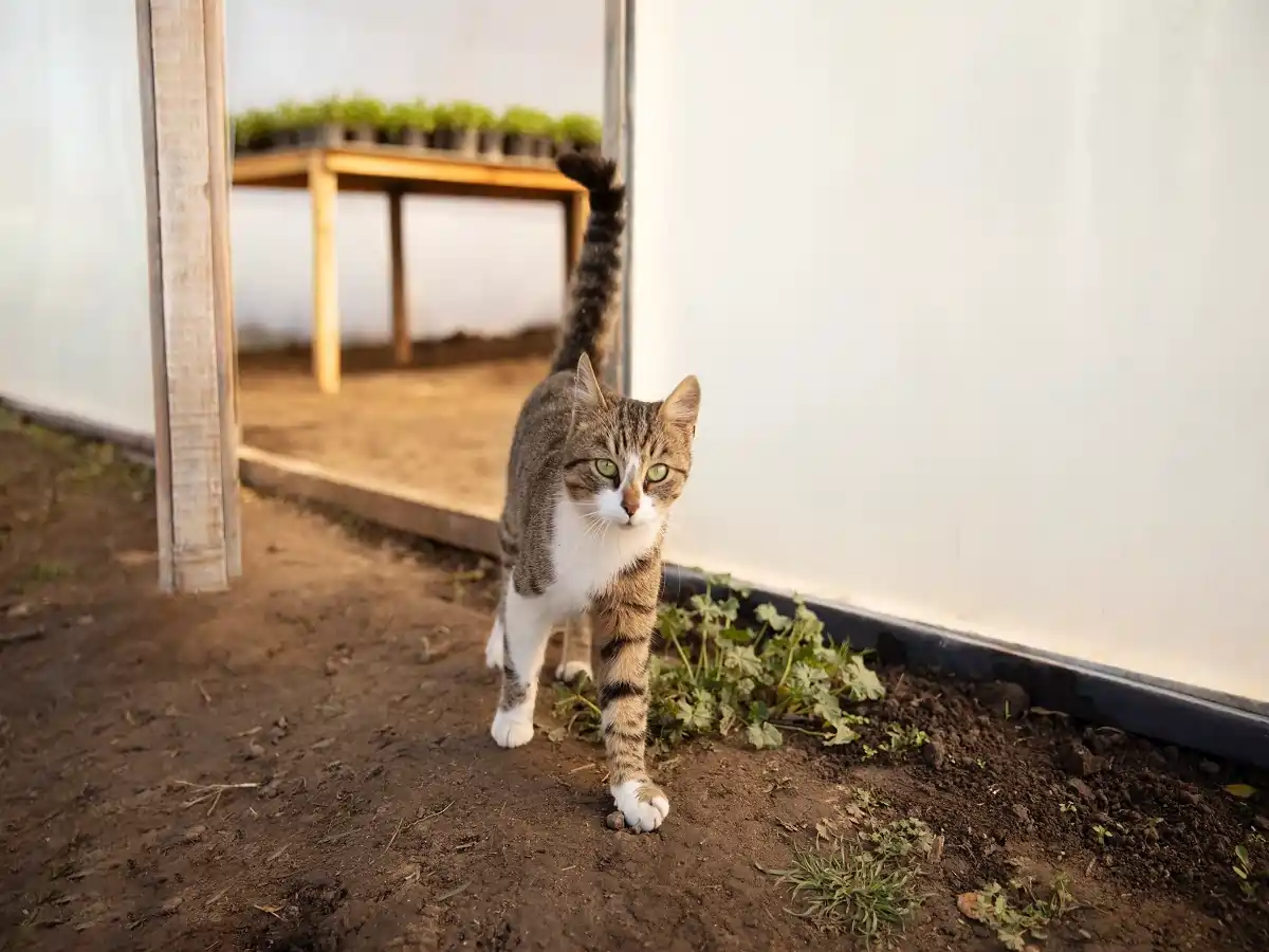 why is my cat not using the litter box