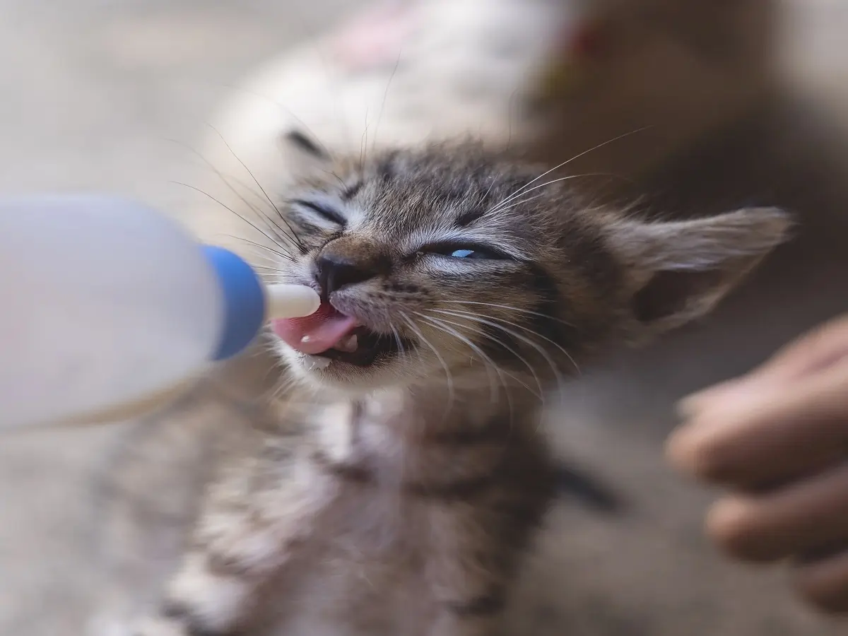 Can Cats Drink Almond Milk