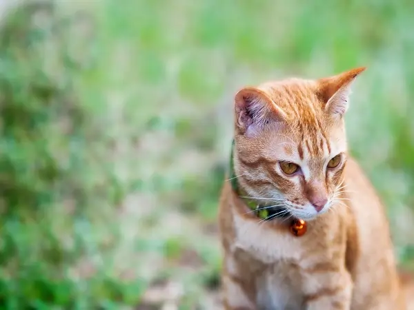 can cats eat cucumbers