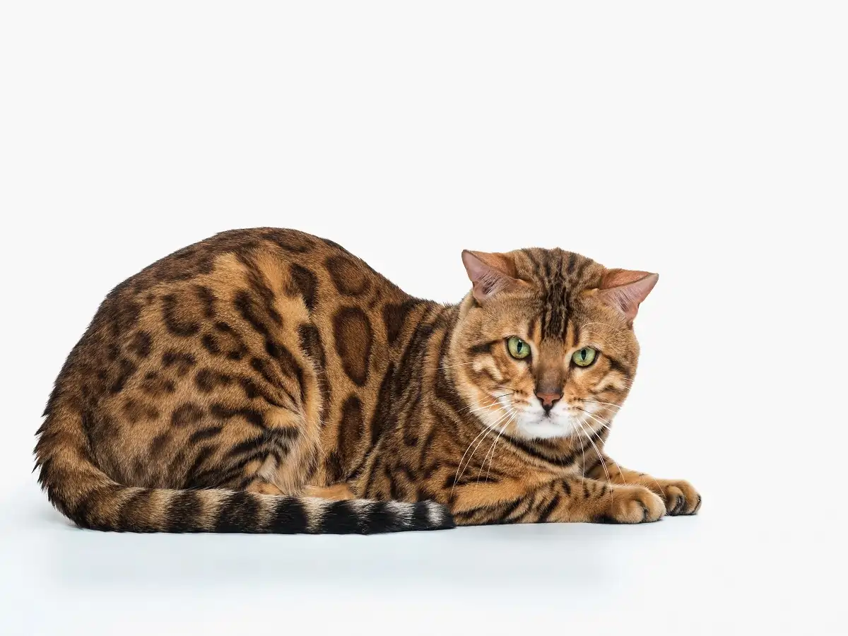 Why Are Bengal Cats Illegal