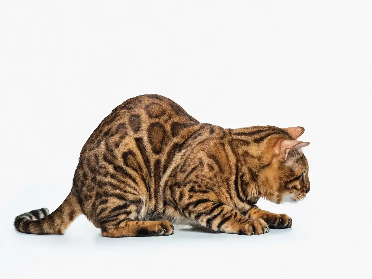 Why Are Bengal Cats Illegal