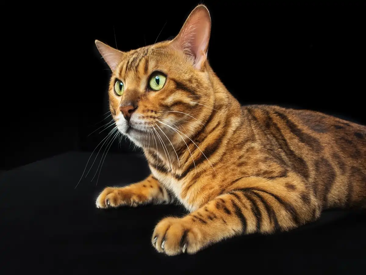 Why Are Bengal Cats Illegal