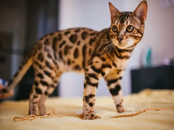 Why Are Bengal Cats Illegal