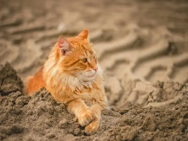 Why Do Cats Roll in Dirt