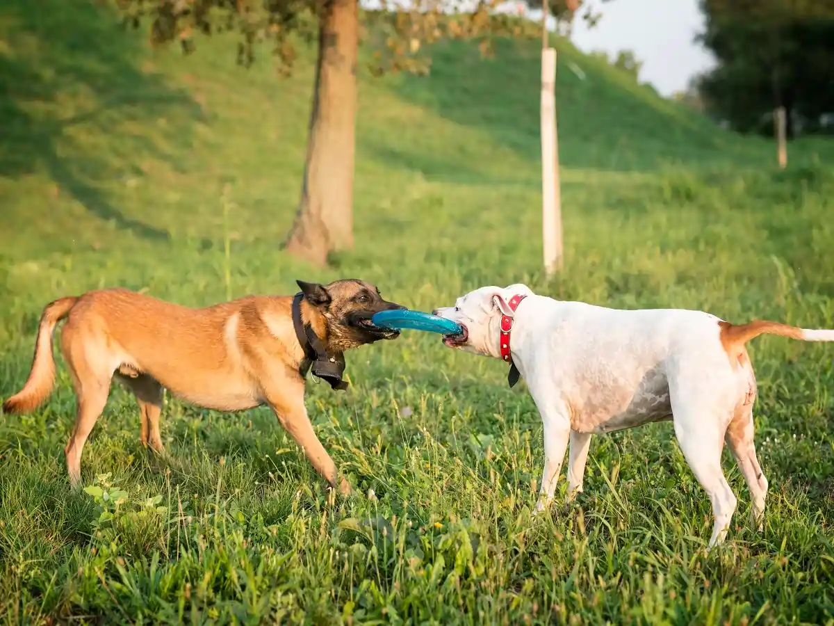 why do dogs tuck their tails