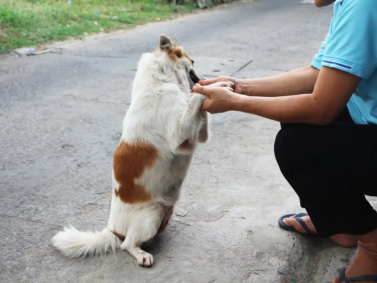 Why Does My Dog Bite His Nails