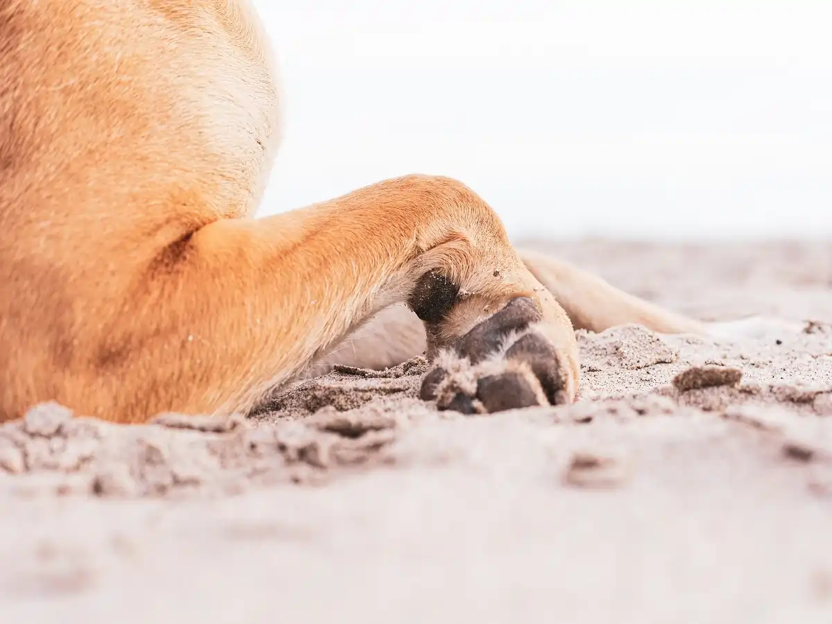 Why Does My Dog Bite His Nails