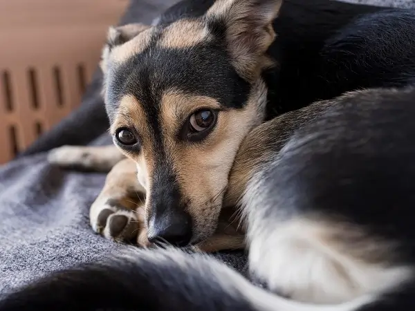 Why Does My Dog Bite His Nails