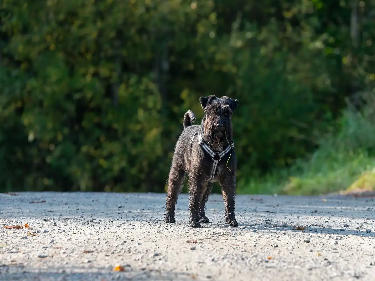 why schnauzers are the worst dogs