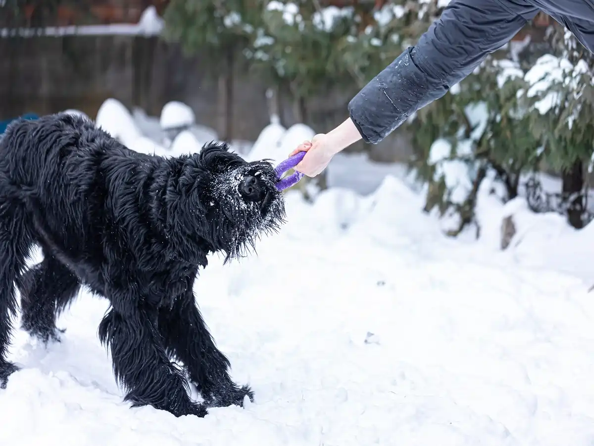 why schnauzers are the worst dogs