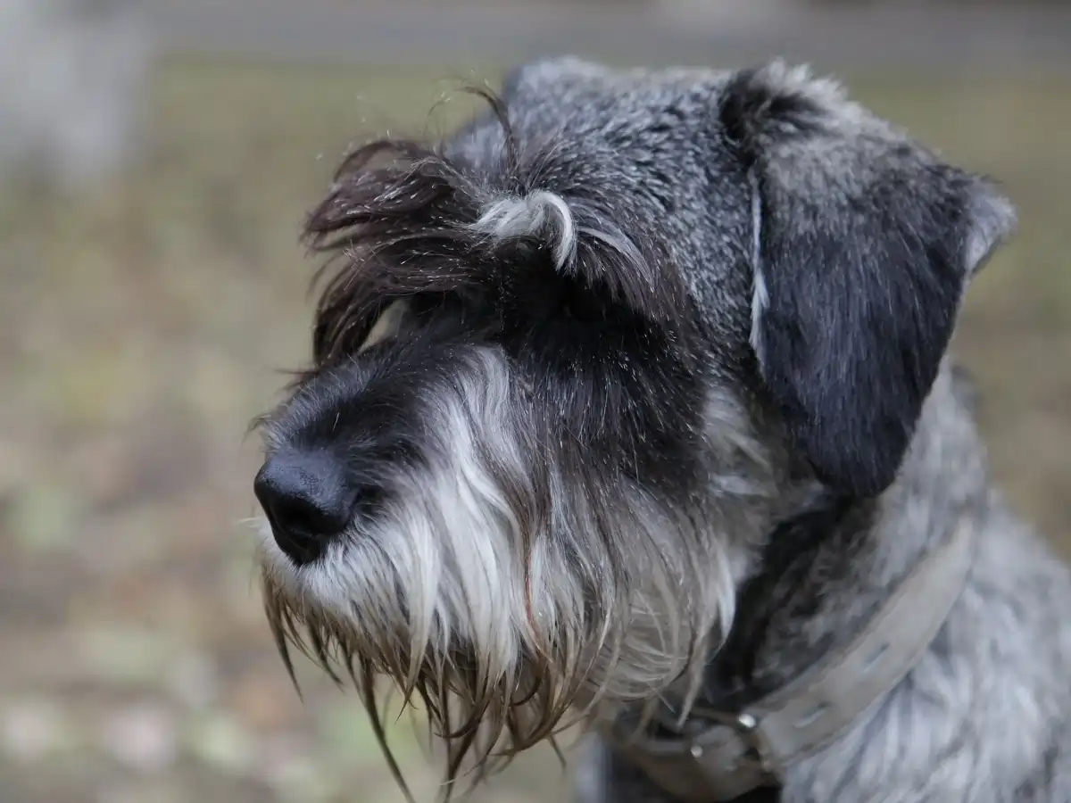 why schnauzers are the worst dogs