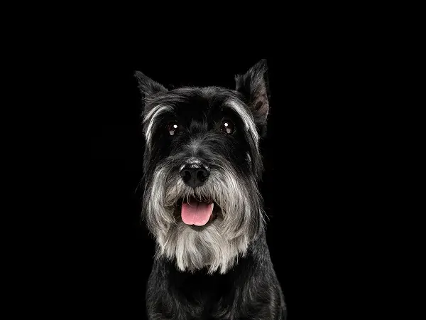 why schnauzers are the worst dogs