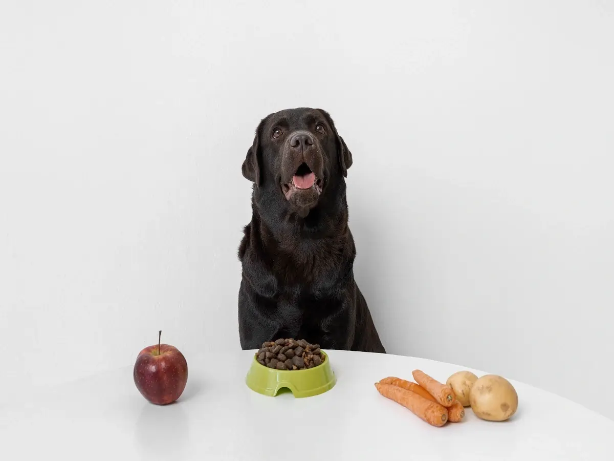 Top 10 Healthiest Foods For Dogs