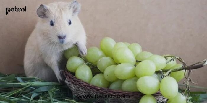 Rabbits Eating Grapes