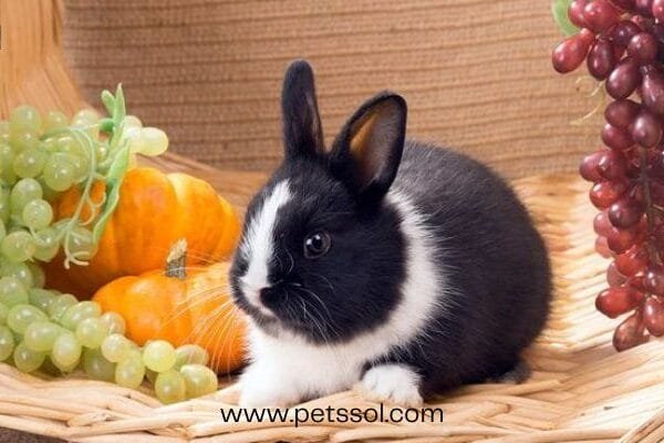 is Rabbits Eat Grapes