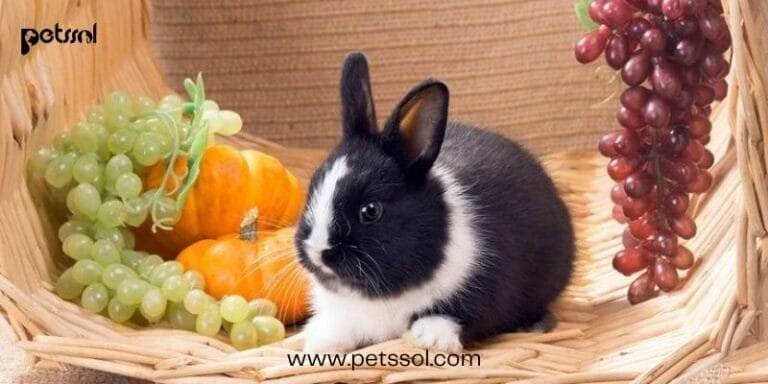 is Rabbits Eat Grapes