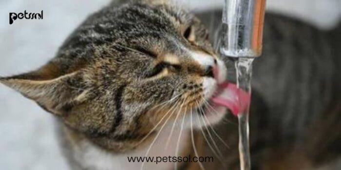 Do Cats Like Water? 