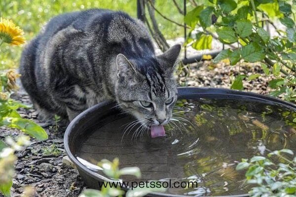 Cats Like Water