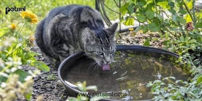 Cats Like Water