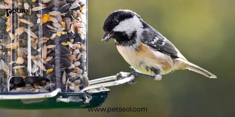 Attract Birds to Feeder