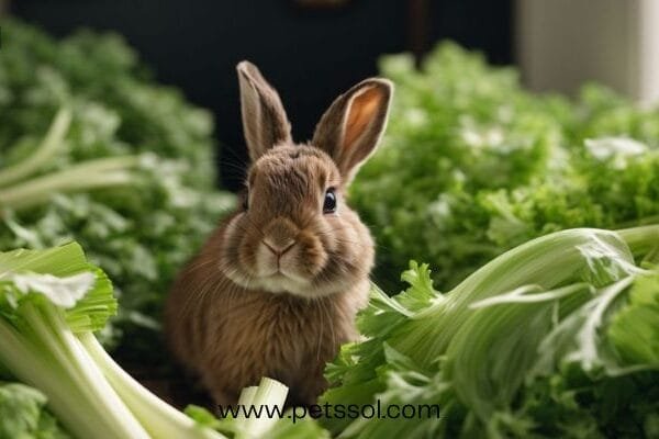 Rabbits Eat Celery