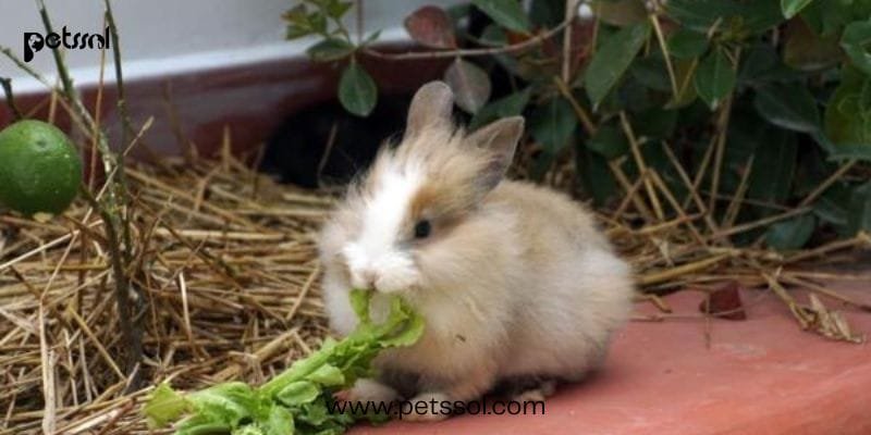 Rabbits Eating Celery