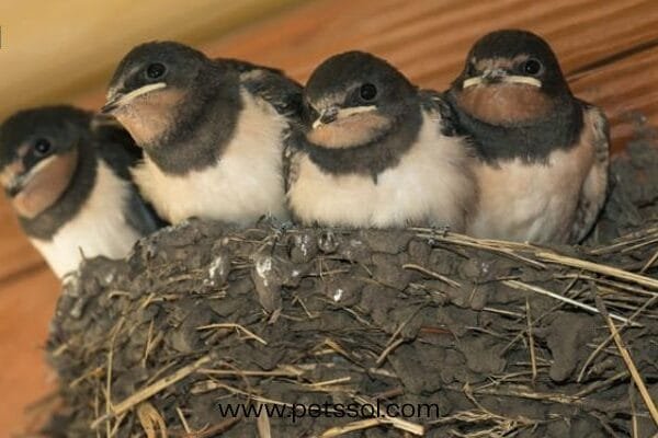 Bird Builds Nest on Side of House