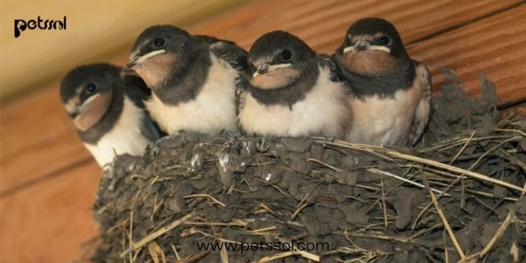 Bird Builds Nest on Side of House