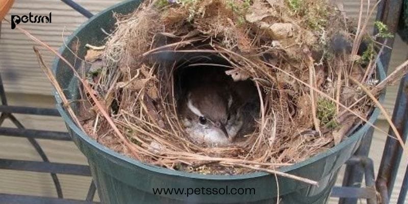  Bird Builds Nest on Side of House