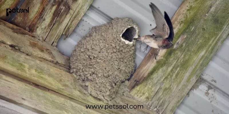 Bird Builds Nest on Side of House