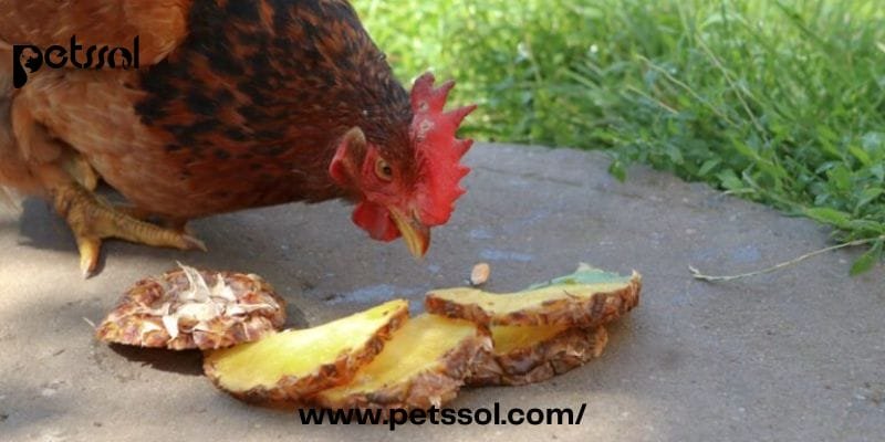 Chickens Eat Pineapple