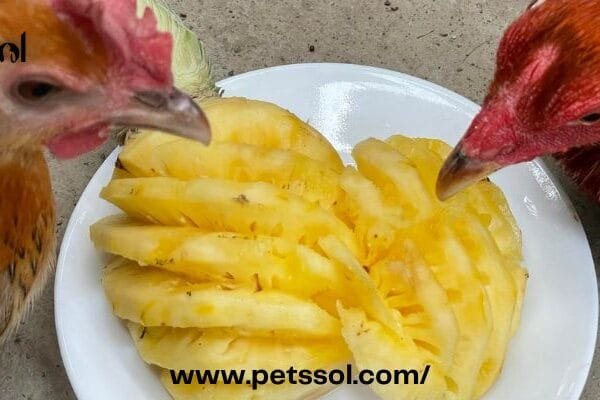 Chickens Eat Pineapple