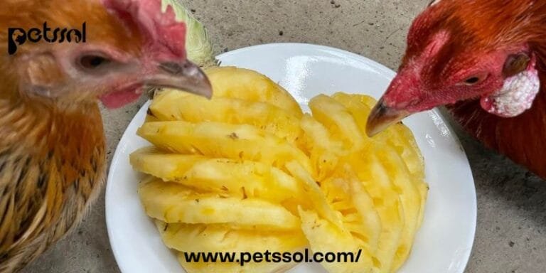 Chickens Eat Pineapple