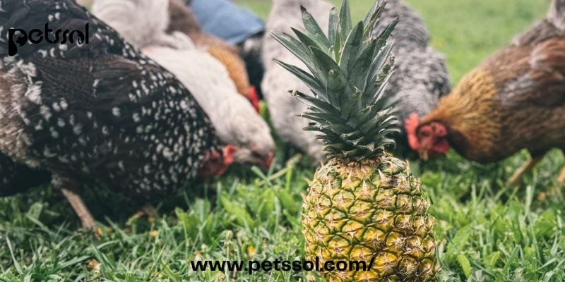 Chickens Eat Pineapple