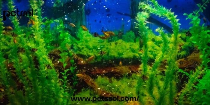 Lower pH in Fish Tank